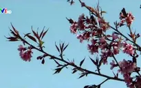 Đà Lạt rực rỡ mùa Mai Anh Đào