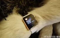 Đại thiếu gia Trung Quốc sắm Apple Watch Edition cho... thú cưng
