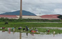 Bắc Giang: Hơn 6.000 ha hoa màu thiệt hại do mưa lũ