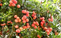 Kết nối để tiêu thụ vải thiều