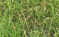 TT-Huế: Hàng nghìn ha lúa Đông Xuân bị nhiễm sâu bệnh