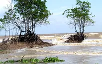 Báo động tình trạng tàn phá rừng phòng hộ ven biển