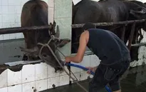 Tây Ninh xử phạt 3 cơ sở bơm nước vào gia súc