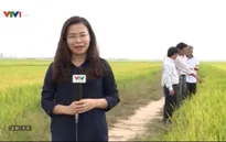 Chuyện hậu trường chưa kể của Chào buổi sáng Bông lúa