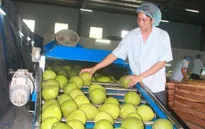 Xuất khẩu rau quả: Điểm sáng trong quý I