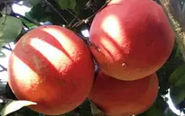 Bưởi đỏ Luận Văn - Loại quả may mắn cho dịp Tết cổ truyền
