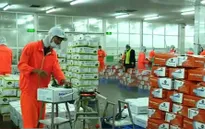Không để thủ tục hành chính gây khó DN xuất khẩu cá tra