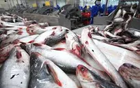 Mỹ kiểm soát mặt hàng cá da trơn nghiêm ngặt hơn