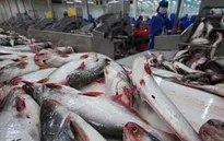 Việt Nam phản đối kết quả áp thuế chống bán phá giá cá tra
