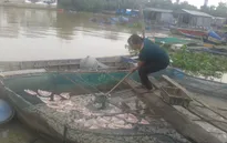 Tiền Giang: Đảo du lịch mất khách vì ô nhiễm do cá chết hàng loạt