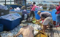 Bà Rịa - Vũng Tàu: Tạm dừng nhà máy xả thải gây chết cá hàng loạt