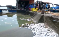 Bà Rịa - Vũng Tàu: Thanh tra toàn diện các nhà máy chế biến hải sản gây ô nhiễm