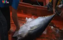 Đổi mới công nghệ tàu cá và đánh bắt cá ngừ đại dương