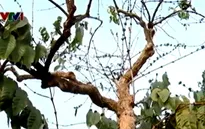 Quá trình tái canh cây cà phê chậm
