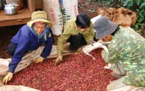 Nông nghiệp 6 tháng đầu năm: Khó cả xuất khẩu lẫn nhập khẩu