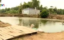 Nông dân nuôi cá tra “treo” ao diện rộng