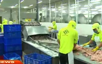 Nghịch lý giá cá tra xuất khẩu rẻ hơn trong nước