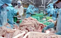 Nguy cơ giảm sản lượng cá tra xuất khẩu trong điều kiện mới