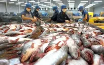 Xuất khẩu cá tra vẫn có triển vọng tốt