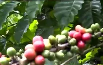 Nông sản Việt Nam: Xuất khẩu giảm - Nhập khẩu tăng