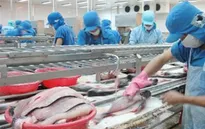 Những bất cập trong Nghị định 36 về cá tra