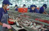 Đa dạng sản phẩm tinh chế cá tra để xuất khẩu