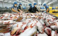 Mỹ thất hứa, cá da trơn Việt Nam bị “phục kích thương mại”