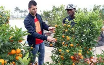 Các cầu thủ ngoại háo hức đón Tết ở Việt Nam