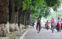 Hà Nội: Chặt hạ 5.000 cây cổ thụ để giảm ách tắc giao thông