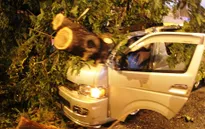 TP.HCM: Cây cổ thụ bật gốc, đè bẹp ô tô trong cơn dông lớn