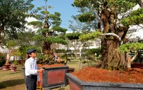 Chiêm ngưỡng cặp khế 300 tuổi giá 7 tỷ đồng