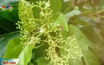 Lá Cách - Món ăn vị thuốc của người miền Nam