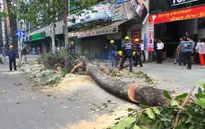 TP.HCM: Cành cây bất ngờ gãy đổ, 2 người bị thương