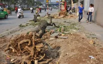 Hà Nội: Hàng nghìn cây xanh bị đốn hạ