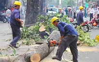 UBND TP Hà Nội yêu cầu khẩn trương thanh tra việc thay thế cây xanh