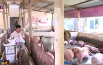 Cần kiên quyết bóc gỡ tận gốc chất cấm trong chăn nuôi