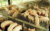 Nhiều hộ chăn nuôi lớn tại Đồng Nai sử dụng chất cấm