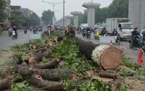 Sở Xây dựng Hà Nội trả lời báo chí 21 câu hỏi về dự án chặt cây xanh