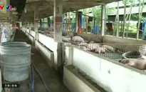 Phát hiện nhiều vi phạm về chất tạo nạc trong chăn nuôi