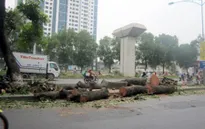 Hà Nội: Yêu cầu rà soát việc cải tạo, thay thế cây xanh