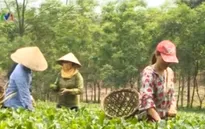 Thành lập đoàn kiểm tra lô hàng chè xuất khẩu bị trả về