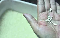 Trung Quốc: Phát hiện gạo giả làm từ giấy