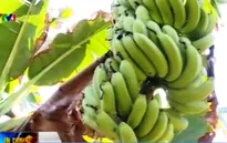 Vì sao chuối tiêu hồng rớt giá thê thảm?