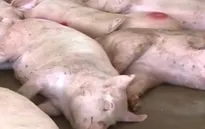 Phát hiện 2 cơ sở chuyên giết mổ, tiêu thụ heo bệnh tại TP.HCM