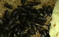 Côn trùng thành món ăn phổ biến ở Hàn Quốc