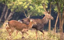 Sẽ xây dựng Công viên Động vật hoang dã tại Ninh Bình