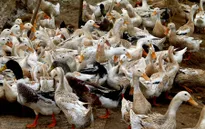 Canada: Phát hiện thêm 2 ca nhiễm cúm gia cầm H7N9