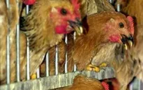 1,6 triệu gia cầm tại Nigeria bị tiêu hủy do nhiễm H5N1