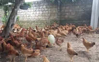 Nam Định công bố dịch cúm gia cầm A/H5N6