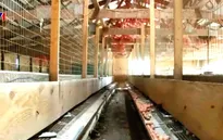 Giá trứng gà tại Mỹ tiếp tục tăng bởi cúm gia cầm